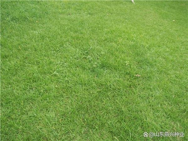 全国前三配资平台 高速公路边坡种什么草好价格多少钱一斤